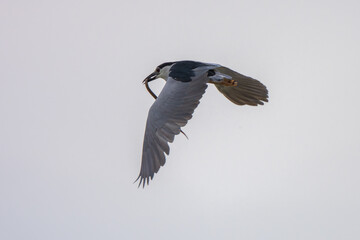 Cinnamon bittern hunting fish and flying above the water