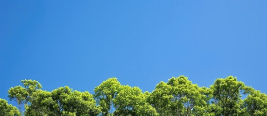 nature wallpaper featuring a background of lush green trees against a clear blue sky with ample copy