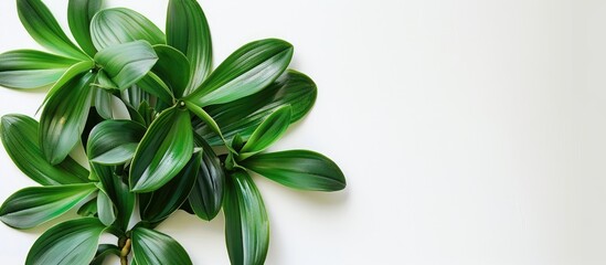 Wall Mural - Top view of tropical plant with green orchid leaves on white background, featuring generous copy space image.