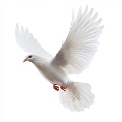 Poster - Dove facing forward, white background, png