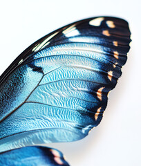 Wall Mural - Close-up of butterfly's wing