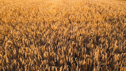 Sunlit wheat field with golden ears of grain