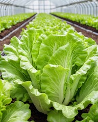 Wall Mural - Closeup green lettuce growning with hydroponic system, indoor day light, new agriculture technology