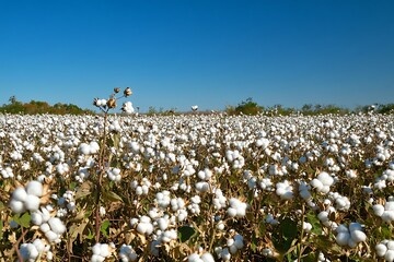 Poster - field of flowers