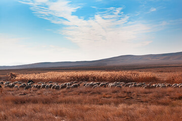 Poster - Herd of sheep grazing in a hill at Dramatic sunset sky 