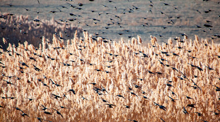 Poster - Beautiful large flock of starlings - The natural phenomenon 