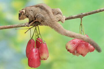 Wall Mural - An adult sugar glider is eating ripe water apples on a tree. This mammal has the scientific name Petaurus breviceps.