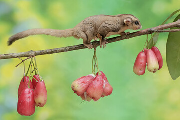 Wall Mural - An adult sugar glider is eating ripe water apples on a tree. This mammal has the scientific name Petaurus breviceps.