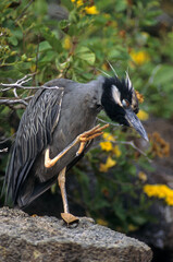 Wall Mural - Bihoreau violacé,.Nyctanassa violacea, Yellow crowned Night Heron