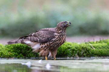 Wall Mural - Juvenile Northern Goshawk (accipiter gentilis) taking a bath and drinking in a pond in the forest in the South of the Netherlands