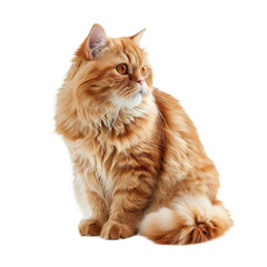 Yellow persian cat furry sitting isolated on transparent background cutout PNG