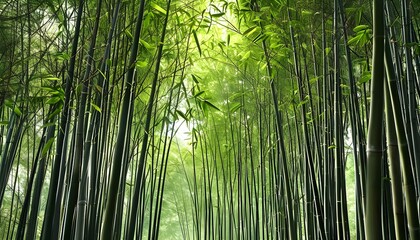 Wall Mural - The lush bamboo forest path, the sun shines through the bamboo leaves, a peaceful and beautiful natural scene.