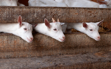 Three white young goats looking through the fence in the farm