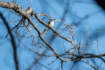 branches against sky with bird