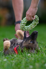 Canvas Print - A young shepherd dog bites into a teething ring.