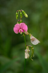 Sticker - Pink field pea flower in detail.
