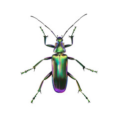 Vibrant green and purple beetle isolated on black.