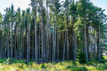 Sticker - Forest Tree Scene