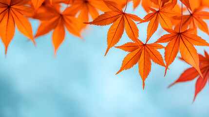 Canvas Print - Vibrant Autumn Maple Leaves Against a Blue Sky - Perfect for Fall Designs