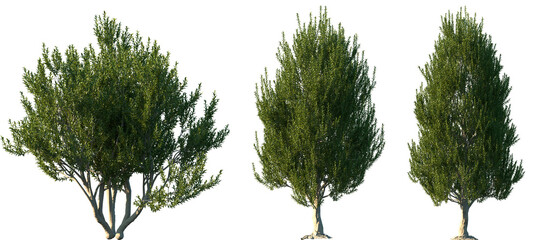 Wall Mural - set of laurus nobilis (bay tree, bay laurel, sweet bay, true laurel, grecian laurel) frontal set str