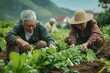 © Marianna - Old Asian couple planting vegetables