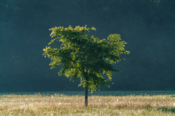 Wall Mural - A Solitary Tree Standing Proudly in the Beautiful Morning Light of Natures Splendor