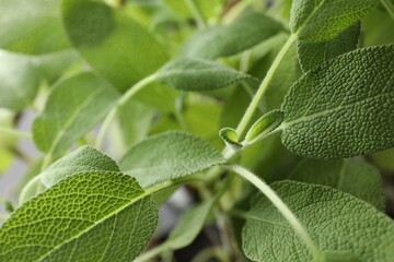 Wall Mural - Sage plant growing on blurred background, closeup