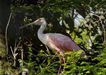 Roseate Spoonbill in a tree