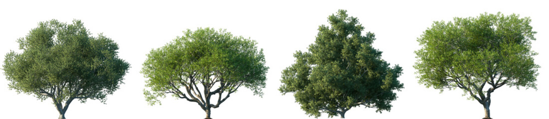 Wall Mural - set of juniperus oxycedrus and pistacia lentiscus frontal set street trees isolated png in sunny day