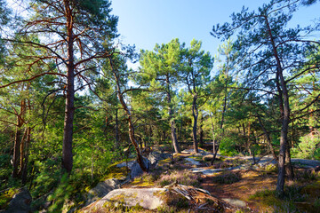 Poster - Hillside off the High plains rock. Fontainebleau forest