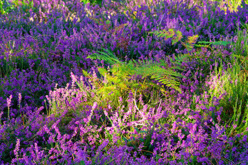 Wall Mural - Heather flowers on the hill off the High plains rock. Fontainebleau forest