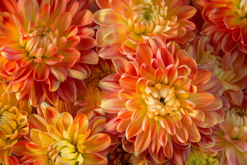 Wall Mural - Close-up of Orange and Yellow Dahlias