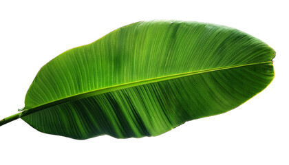 Banana leaf isolated