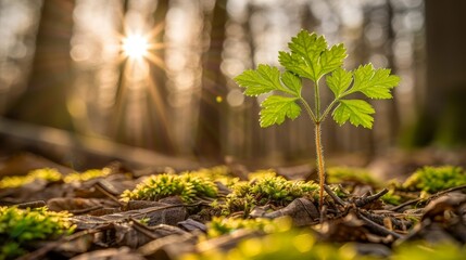 Wall Mural - A Young Sapling Emerging in a Forest at Sunset