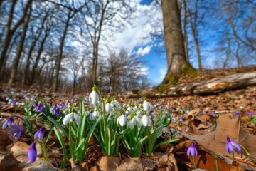 Wall Mural - Forest Blossoms