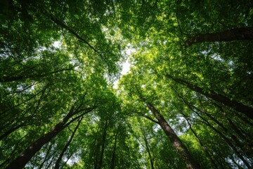 Canvas Print - Forest Canopy View