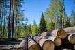 © KumCup - Stacks of logs in a forest clearing under a clear blue sky with tall pine trees in the background.