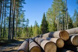 Stacks of logs in a forest clearing under a clear blue sky with tall pine trees in the background.