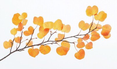 Wall Mural - A branch with orange leaves is shown in a white background