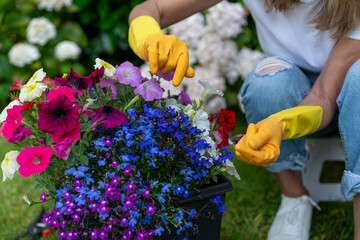 Gardener Planting Colorful Flowers in  Sunny Backyard on Spring Afternoon