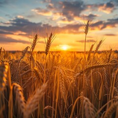 Beautiful Wheat Field at Sunset.