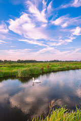 Wall Mural - scenic view of a swan swimming in a ditch below a beautiful partly cloudy sky in the wide open dutch