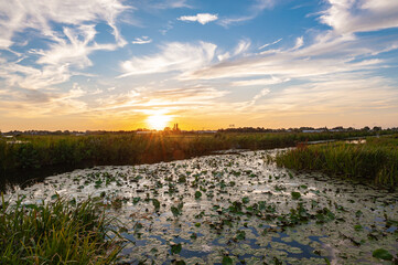 Wall Mural - sunset over a ditch with water lilies in the dutch polder landscape near gouda, the netherlands