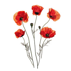 Wall Mural - PNG Red poppies arranged with green stems and buds