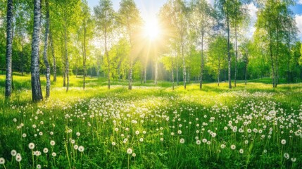 Wall Mural - Sunlight shining through a lush birch tree forest with a meadow full of blooming dandelions.