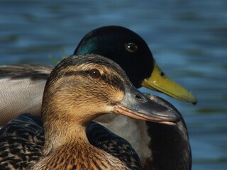 Poster - Mallard Hen with Her Drake