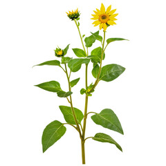 Wall Mural - PNG Sunflower plant with blooming and budding flowers