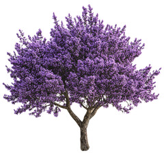 Poster - PNG Purple flowering tree in vibrant bloom