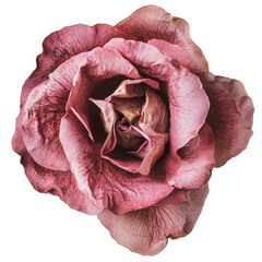 Poster - PNG Delicate pink rose with intricate petals