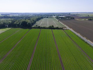 Aerial view over an arable crop field of carrots in the English countryside farm land